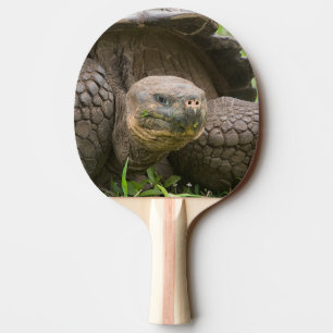 Pala De Ping Pong Tortuga gigante