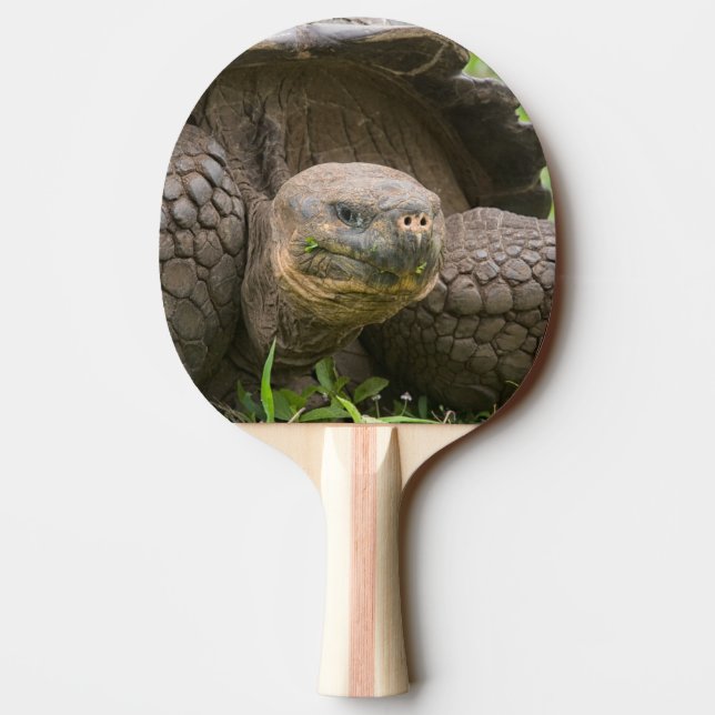 Pala De Ping Pong Tortuga gigante (Reverso)