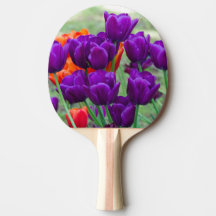Tulipanes morados oscuros en un día soleado en el