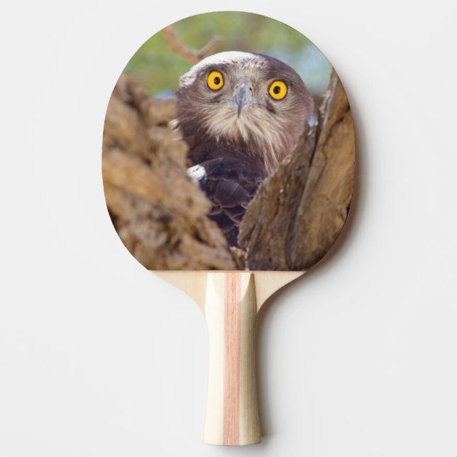 Pala De Ping Pong Un águila culebrera de pecho blanco (Anverso)