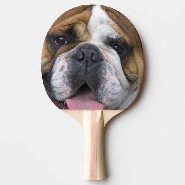 Pala De Ping Pong Un bulldog inglés en Bélgica. (Anverso)