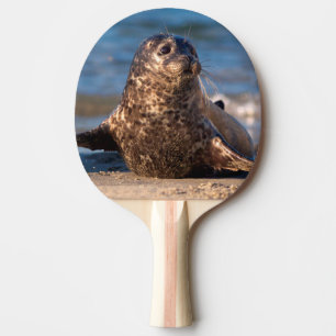 Pala De Ping Pong Una cría de foca llegando a tierra en Children's P