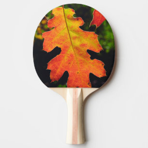 Pala De Ping Pong Una hoja de roble en Six Rivers National Forrest