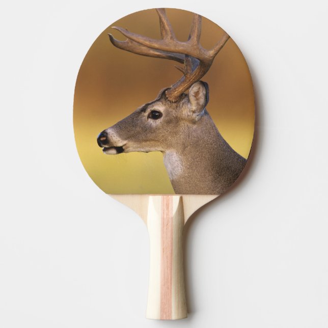 Pala De Ping Pong Venado de cola blanca, Odocoileus virginianus, (Anverso)