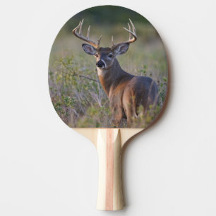 Pala De Ping Pong venado de cola blanca Odocoileus virginianus