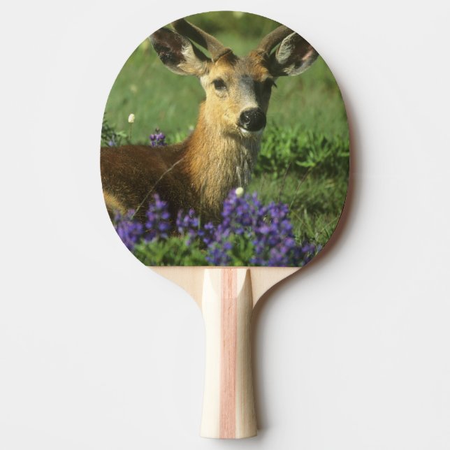 Pala De Ping Pong Venado de cola negra, Odocoileus hemionus (Anverso)