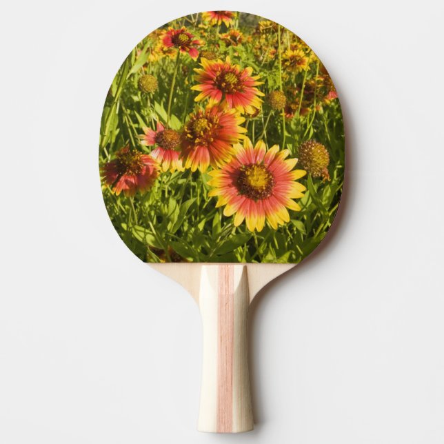 Pala De Ping Pong Wildflowers del pulchella del Gaillardia de (Anverso)