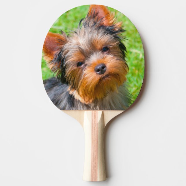 Pala De Ping Pong Yorkshire Terrier mirando hacia arriba (Anverso)