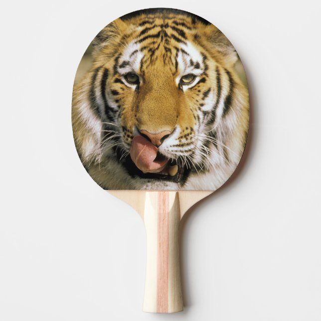 Pala De Ping Pong Zoológico de Tiger Michigan (Anverso)