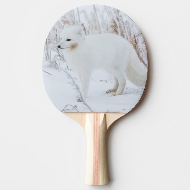 Pala De Ping Pong Zorro Ártico (Anverso)