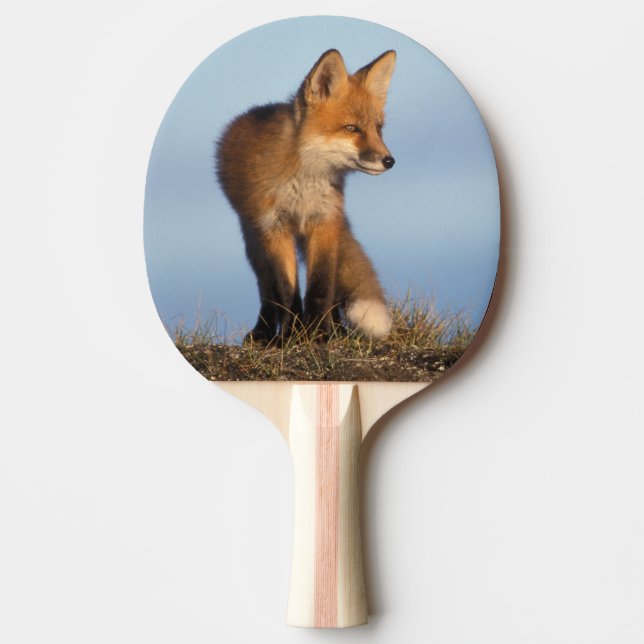 Pala De Ping Pong zorro rojo, Vulpes vulpes (Anverso)