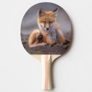 Pala De Ping Pong zorro rojo, Vulpes vulpes, cachorro rascándose,