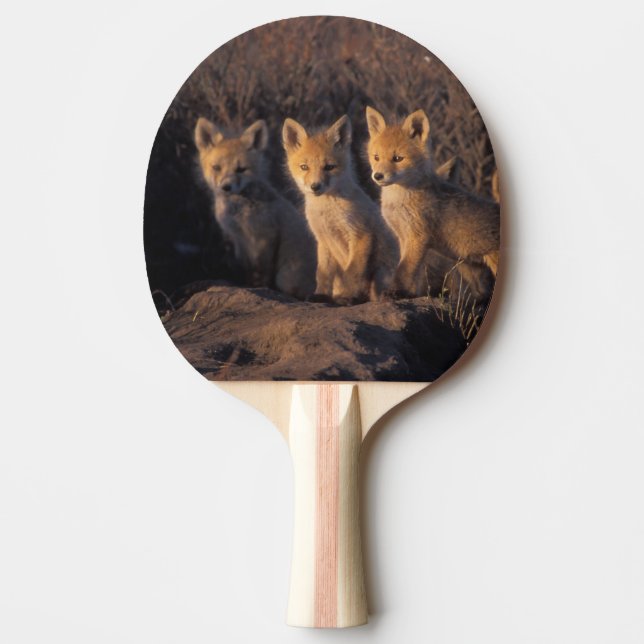 Pala De Ping Pong zorro rojo, Vulpes vulpes, crías (Anverso)