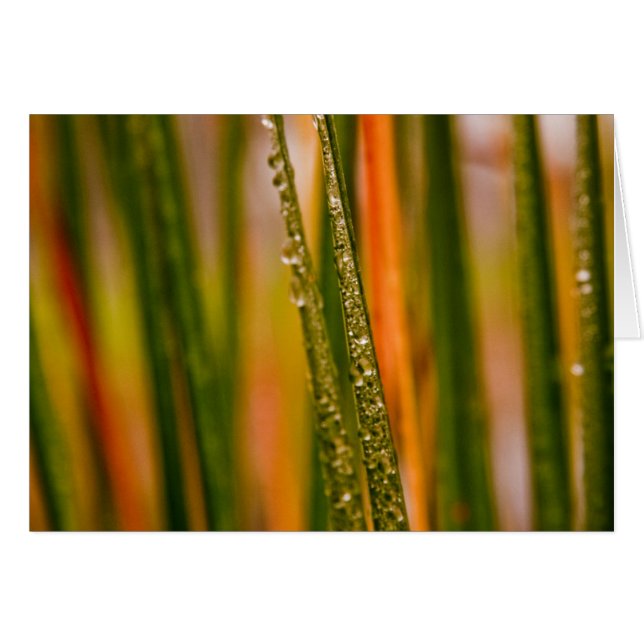 Palas de pasto (Anverso (Horizontal))