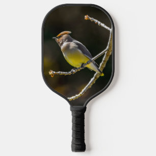Palas De Pickleball Cedar Waxwing Songbird Foto original de ave silves