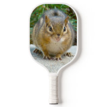 Cute Chipmunk Tiene La Vista En Ti