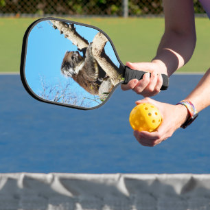 Palas De Pickleball El Oso Australiano De Koala En El Viejo Árbol De P