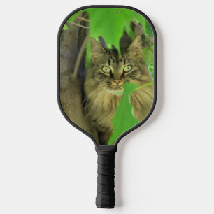 Palas De Pickleball Gato Maine Coon en árbol