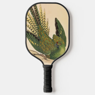 Palas De Pickleball James Sowerby Ground Parrot, Psittacus terrestres
