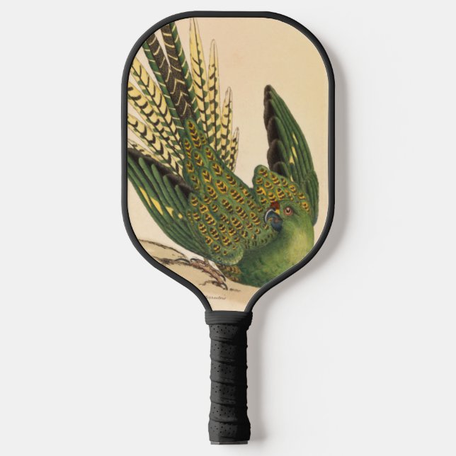 Palas De Pickleball James Sowerby Ground Parrot, Psittacus terrestres (Anverso)