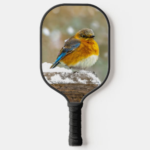 Palas De Pickleball Pájaro azul oriental en nieve - Fotografía origina