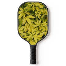 Sundance Naranja Planta Floral