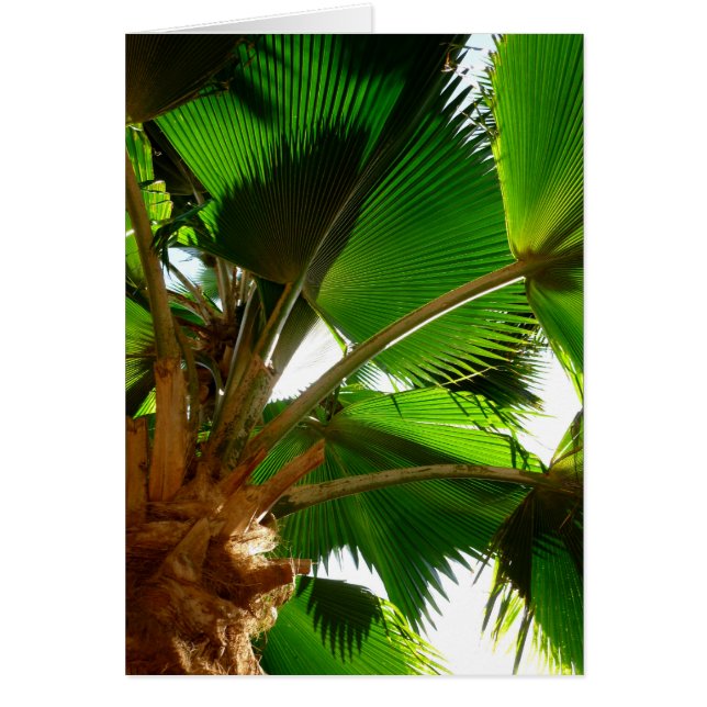 Palm de ventilador (Frente)