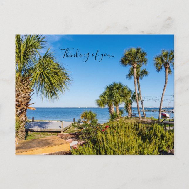 Palm Trees Bayside Mañana Pensando En La Postales  (Anverso)