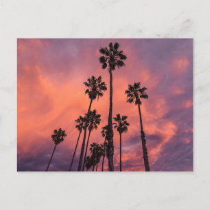 Palm Trees en la postal Sunset