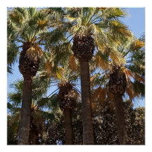 Palm Trees Posters brillante