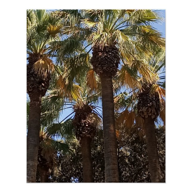 Palm Trees Posters brillante (Anverso)