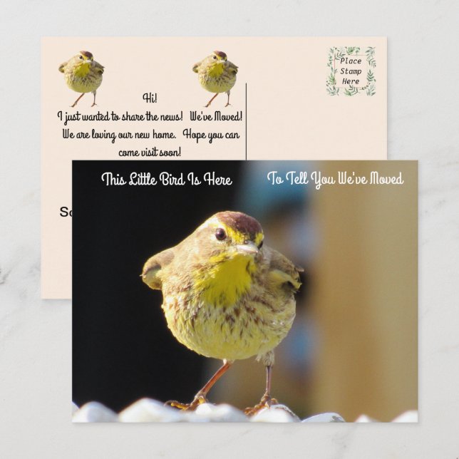 Palm Warbler - Ave posterior Nueva tarjeta postal  (Anverso / Reverso)