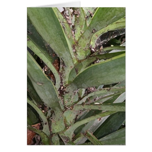 Palma de la felpa (Frente)