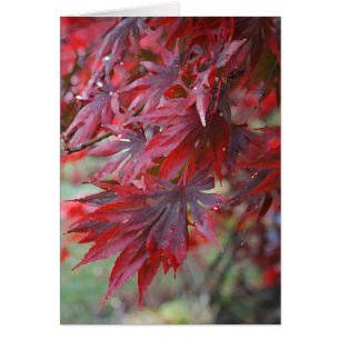 Palmatum 'Trompenburg de Acer