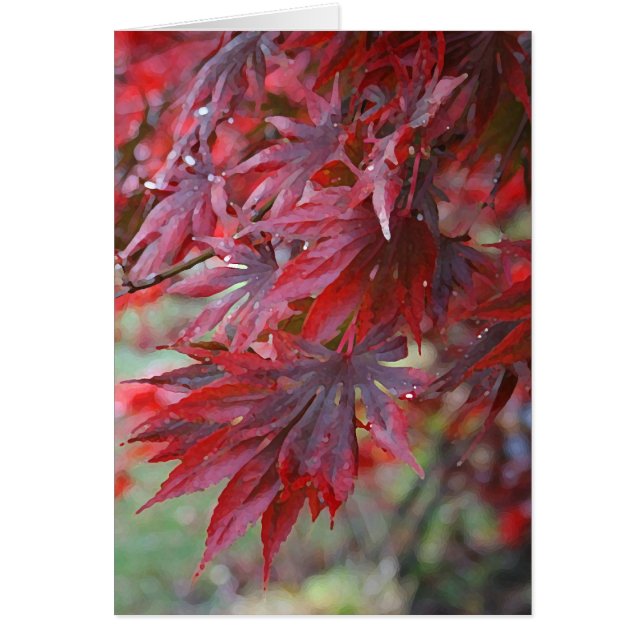 Palmatum 'Trompenburg de Acer (Frente)