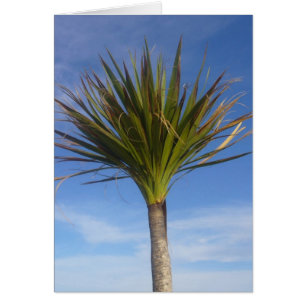 palmera