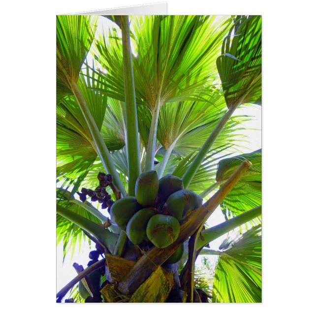 Palmera de coco doble (Frente)