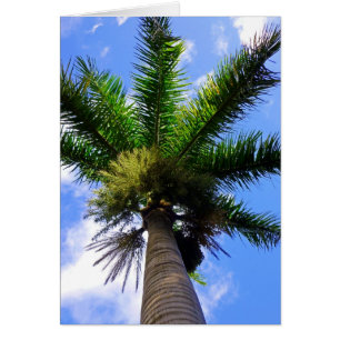 Palmera hawaiana