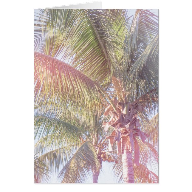 Palmera ideal (Frente)