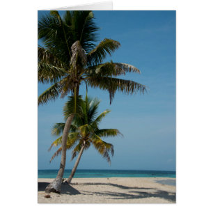 Palmera y playa de arena blanca