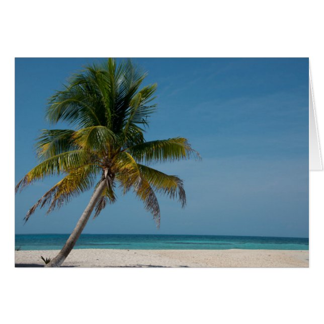 Palmera y playa de arena blanca  2 (Anverso (Horizontal))