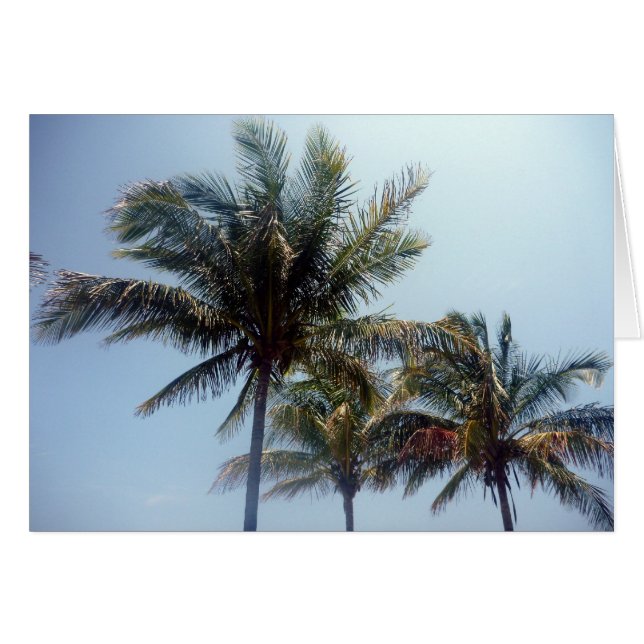 palmeras (Anverso (Horizontal))
