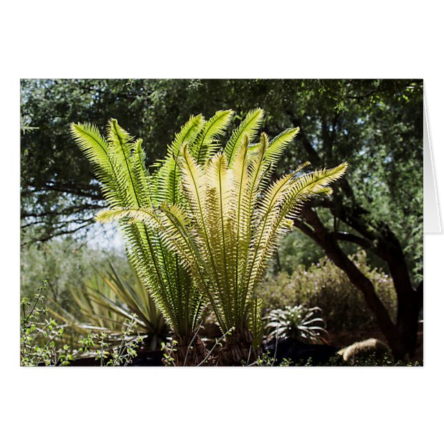 Palmeras iluminadas (Anverso (Horizontal))