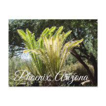 Palmeras iluminadas Phoenix, postal de Arizona