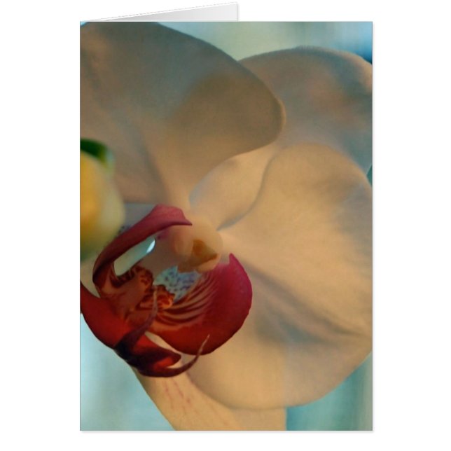 Palo de labios (Frente)