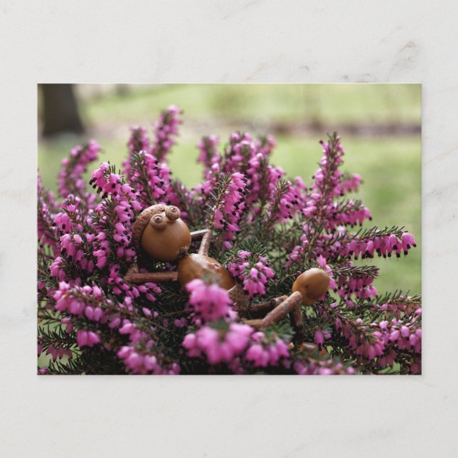 Palo de maíz en la postal del jardín de la salud (Anverso)