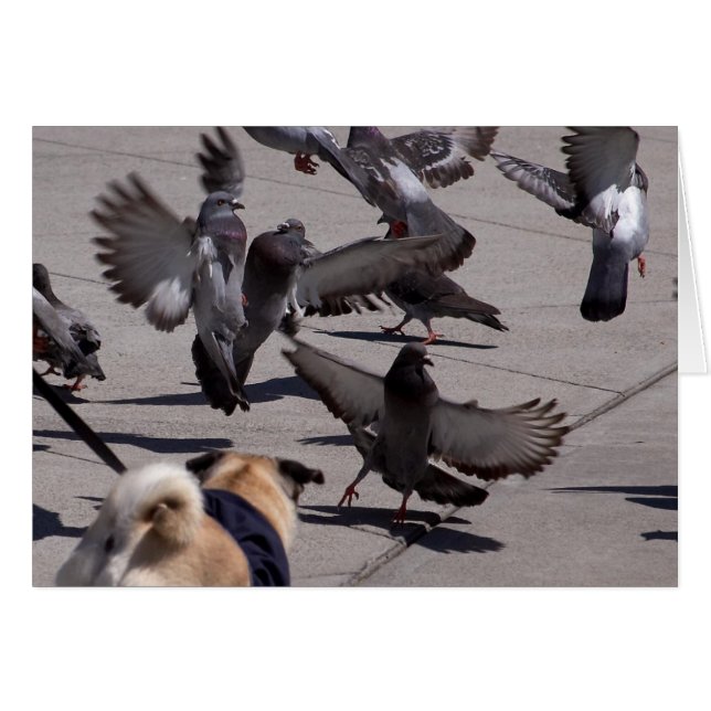 Paloma (Anverso (Horizontal))