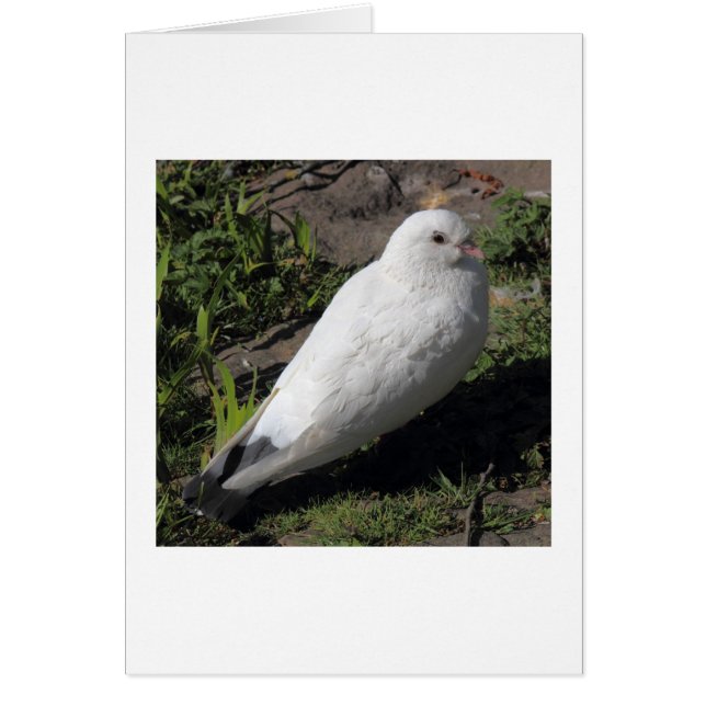 Paloma blanca 02 (Frente)