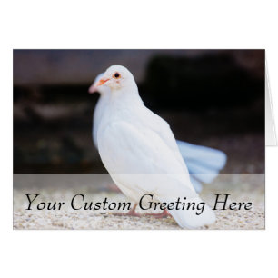 Paloma blanca, fotografía del pájaro