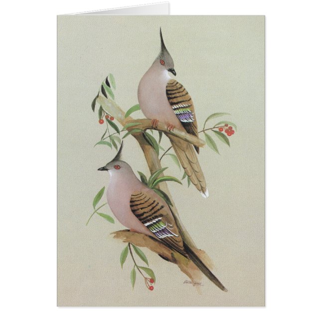 Paloma con cresta - lophotes de Ocyphaps (Frente)